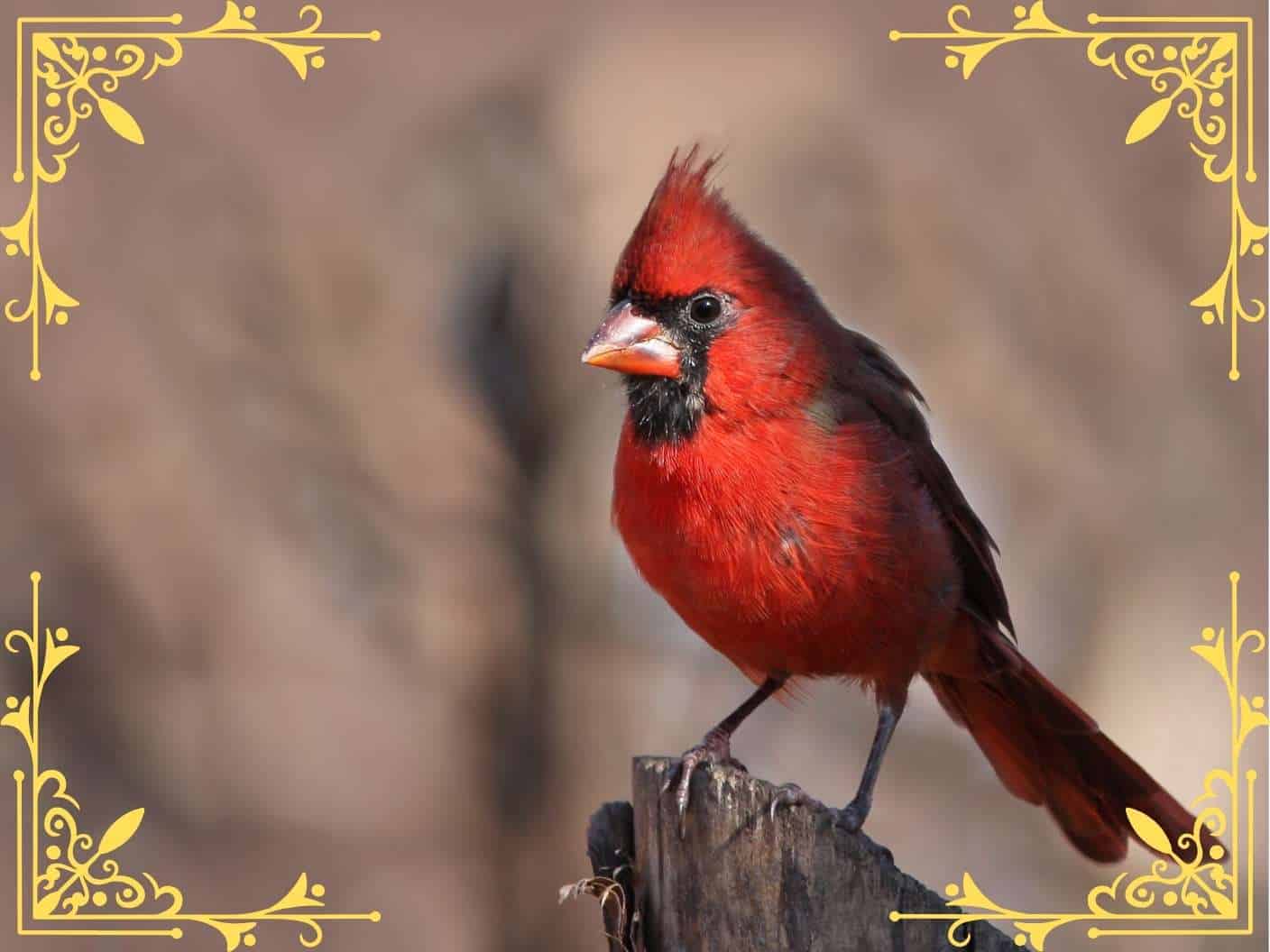 spiritual-biblical-meanings-when-god-sends-a-red-cardinal