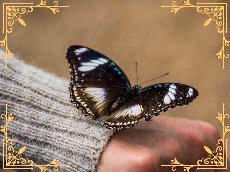 spiritual-meaning-of-a-butterfly-landing-on-you-spiritually