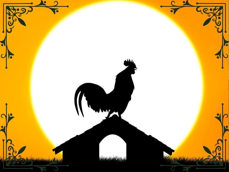 spiritual-meaning-of-a-rooster-crowing-at-night