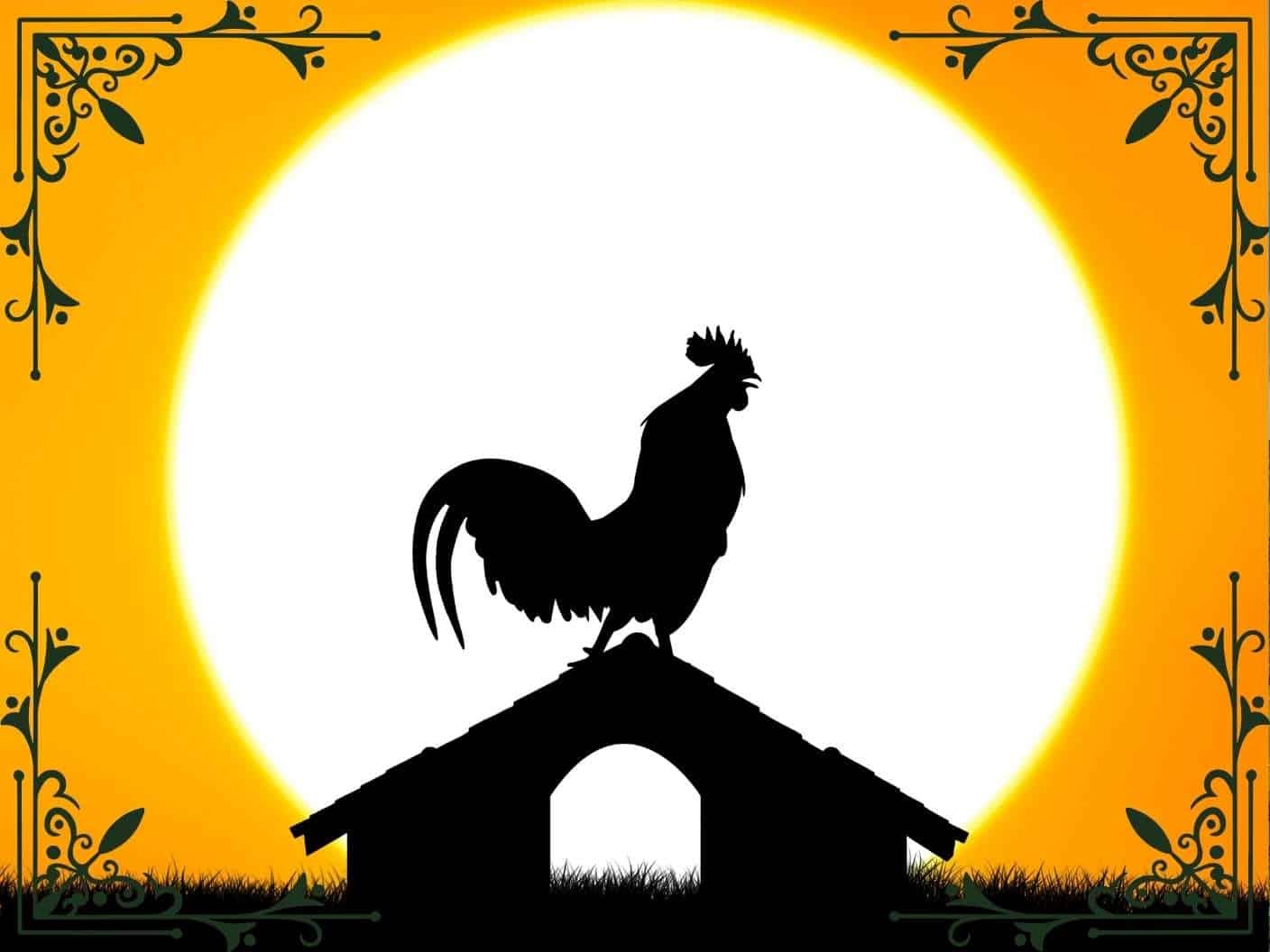 spiritual-meaning-of-a-rooster-crowing-at-night