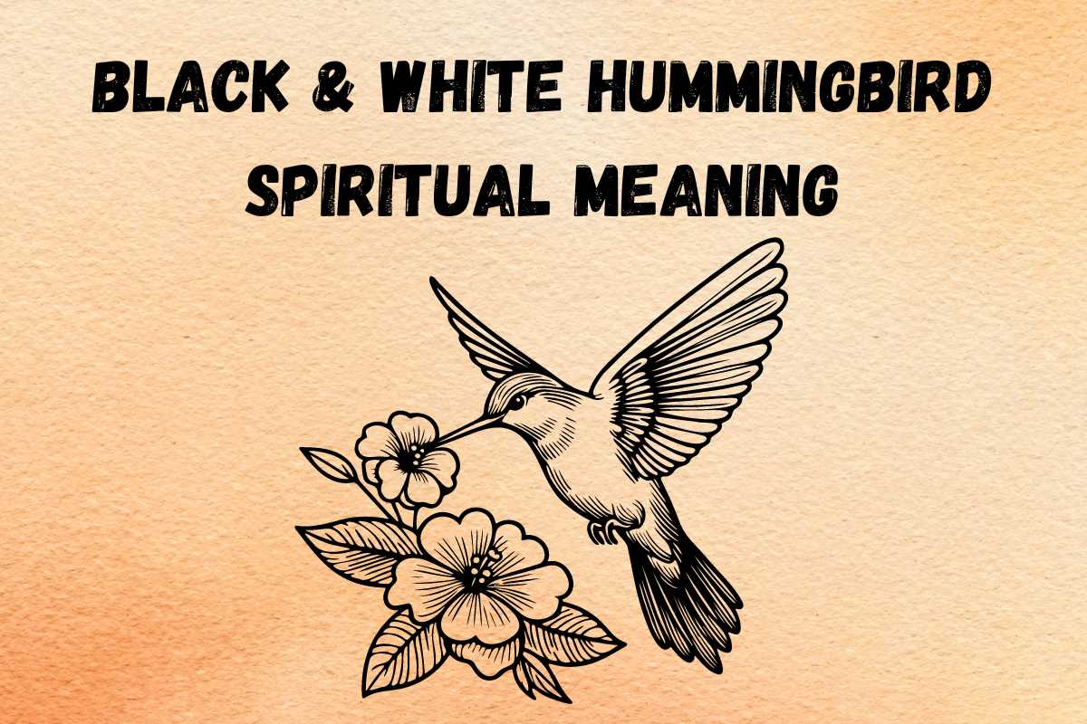 spiritual-meaning-of-black-and-white-hummingbird