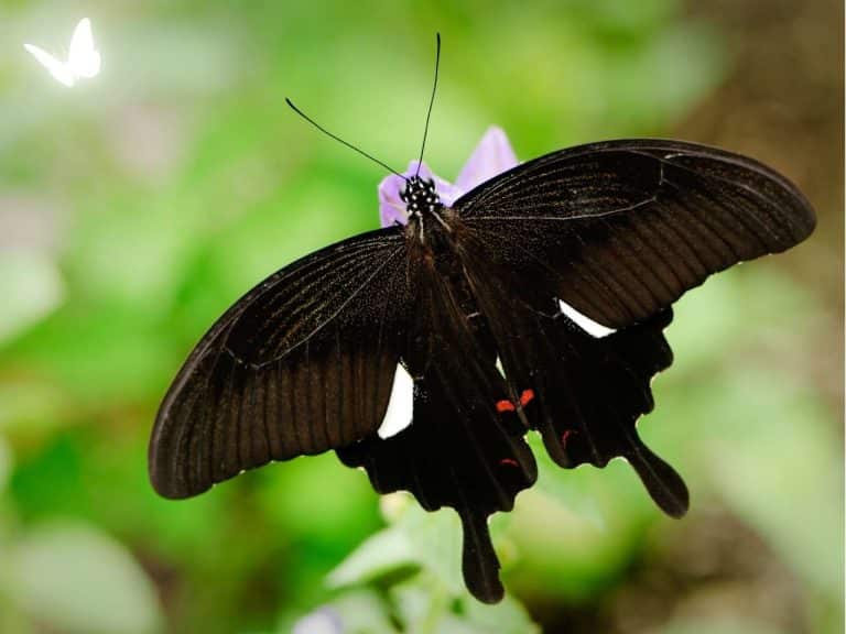 spiritual-meaning-of-black-butterfly-symbolism-totem