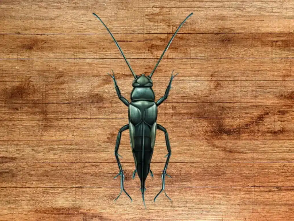 spiritual-meaning-of-black-cricket-good-luck