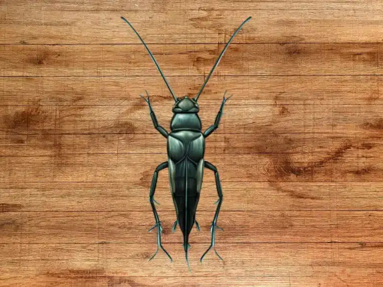 spiritual-meaning-of-black-cricket-good-luck
