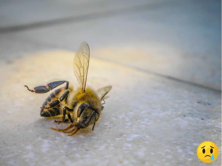 spiritual-meaning-of-dead-bee-symbolism