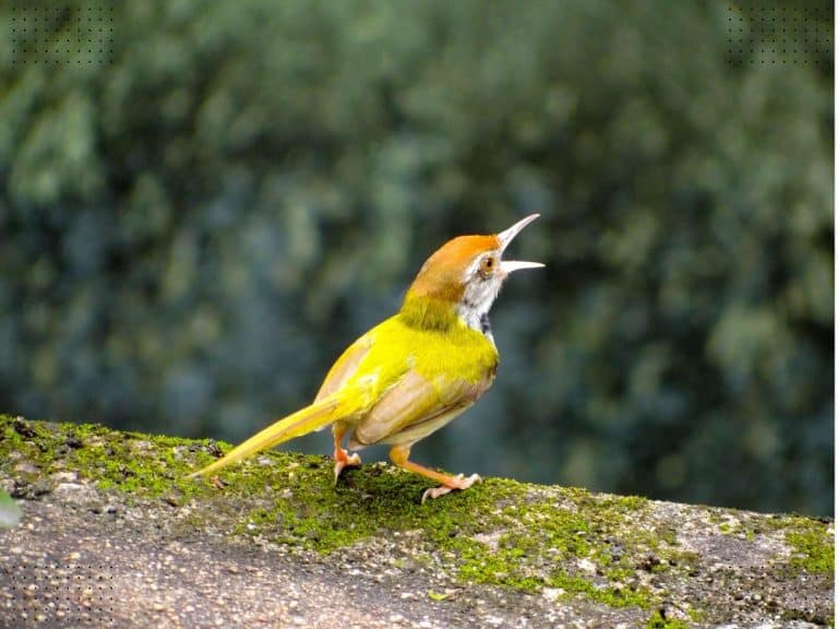 10 Spiritual Meanings of Hearing Birds Chirping at Night