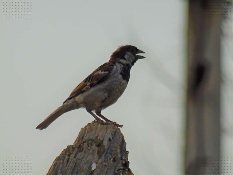 spiritual-meaning-of-hearing-birds-chirping-in-the-morning