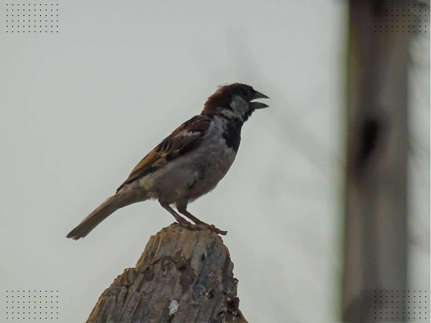 spiritual-meaning-of-hearing-birds-chirping-in-the-morning