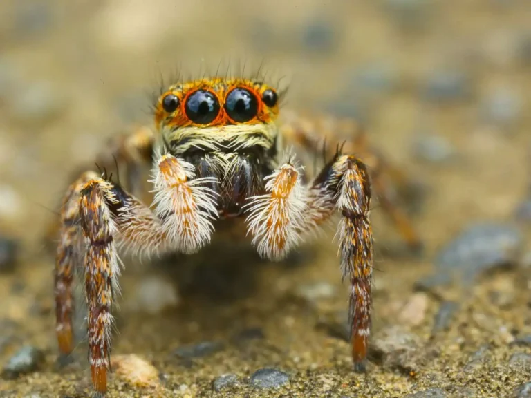 spiritual-meaning-of-jumping-spider-and-symbolism