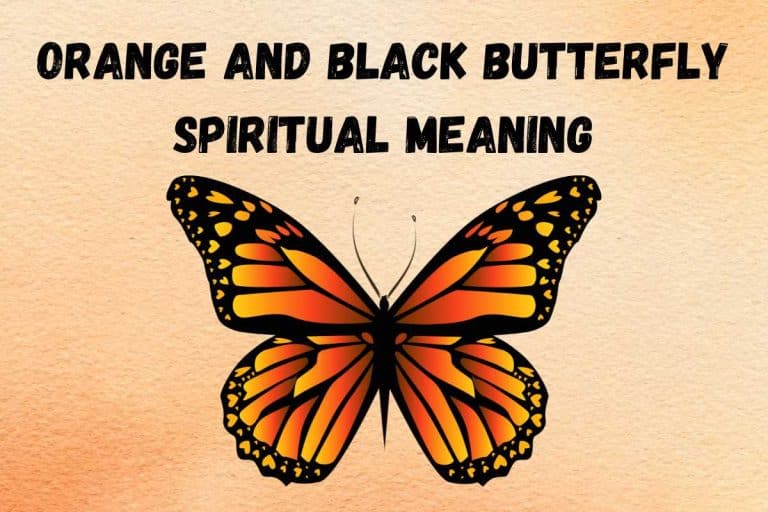 spiritual-meaning-of-orange-and-black-butterfly-symbolism-totem-omen