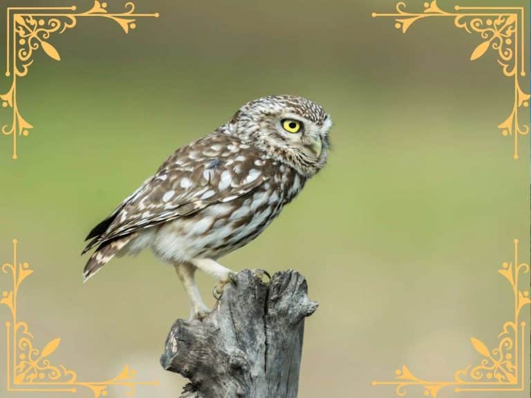 spiritual-meaning-of-owl-hooting-outside-my-window