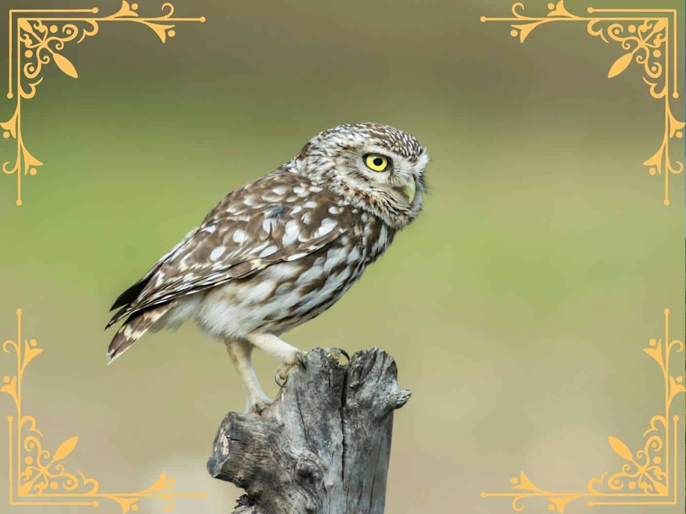 spiritual-meaning-of-owl-hooting-outside-my-window