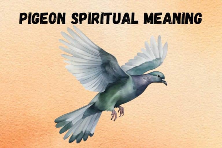 spiritual-meaning-of-pigeon-totem-symbolism