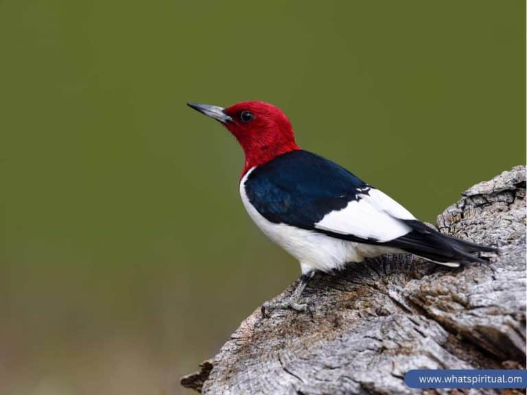 10 Spiritual Meanings of Red-Headed Woodpecker & Symbolism