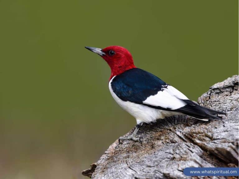 spiritual-meaning-of-red-headed-woodpecker-symbolism