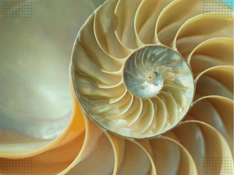 spiritual-meaning-of-spiral-symbol-significance