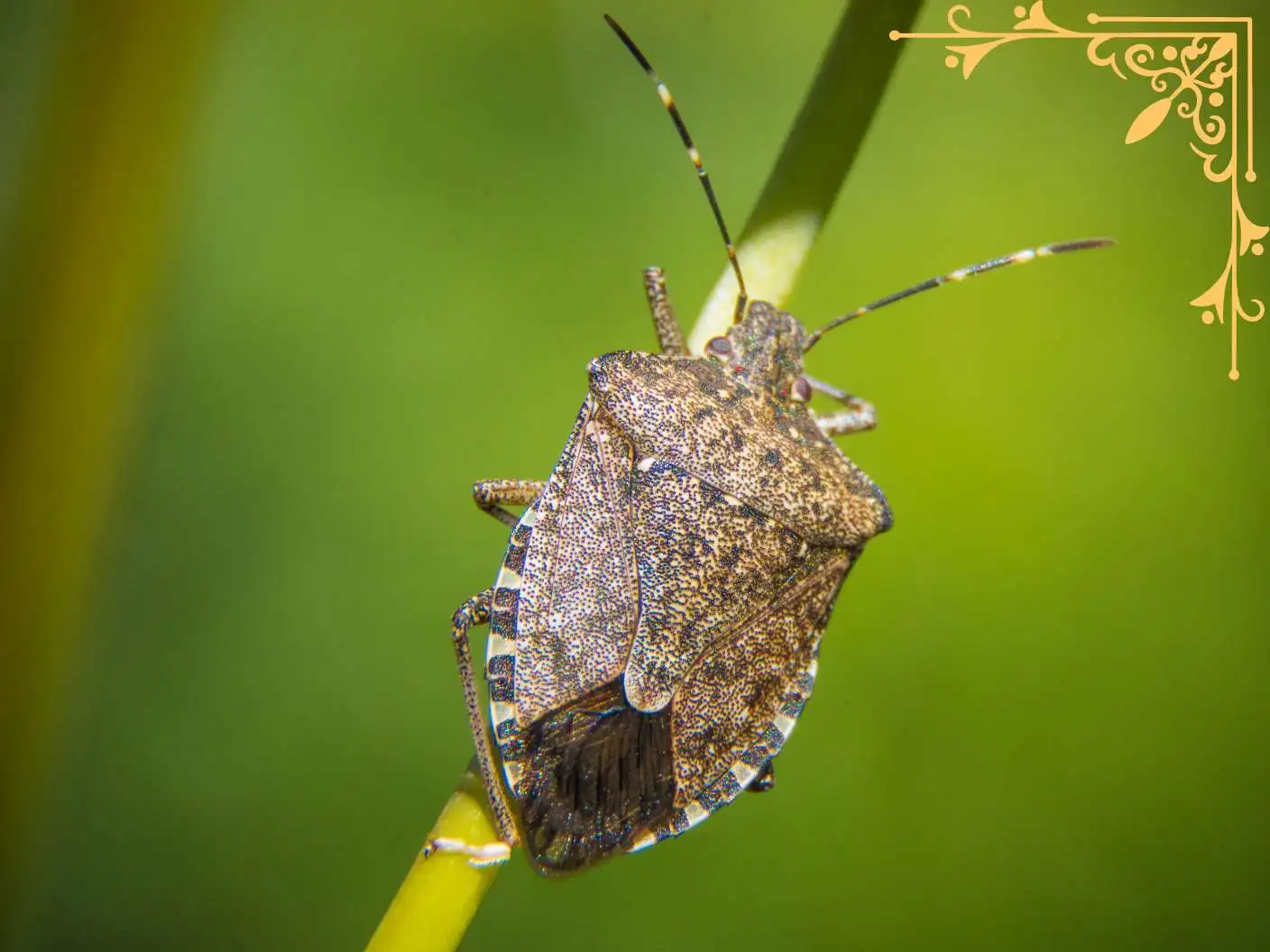 spiritual-meaning-of-stink-bugs-and-symbolism
