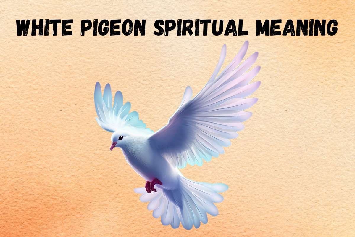 spiritual-meaning-of-white-pigeon-symbolism-totem