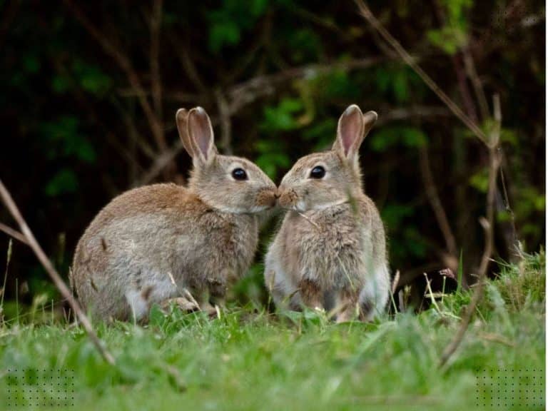 spiritual-meanings-of-seeing-two-rabbits