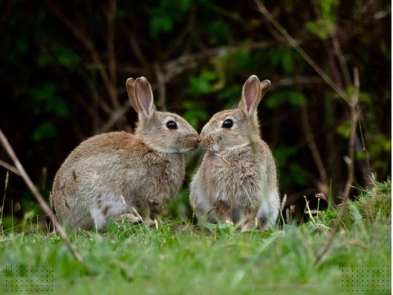 9 Spiritual Meanings of Seeing 2 Rabbits and Symbolism