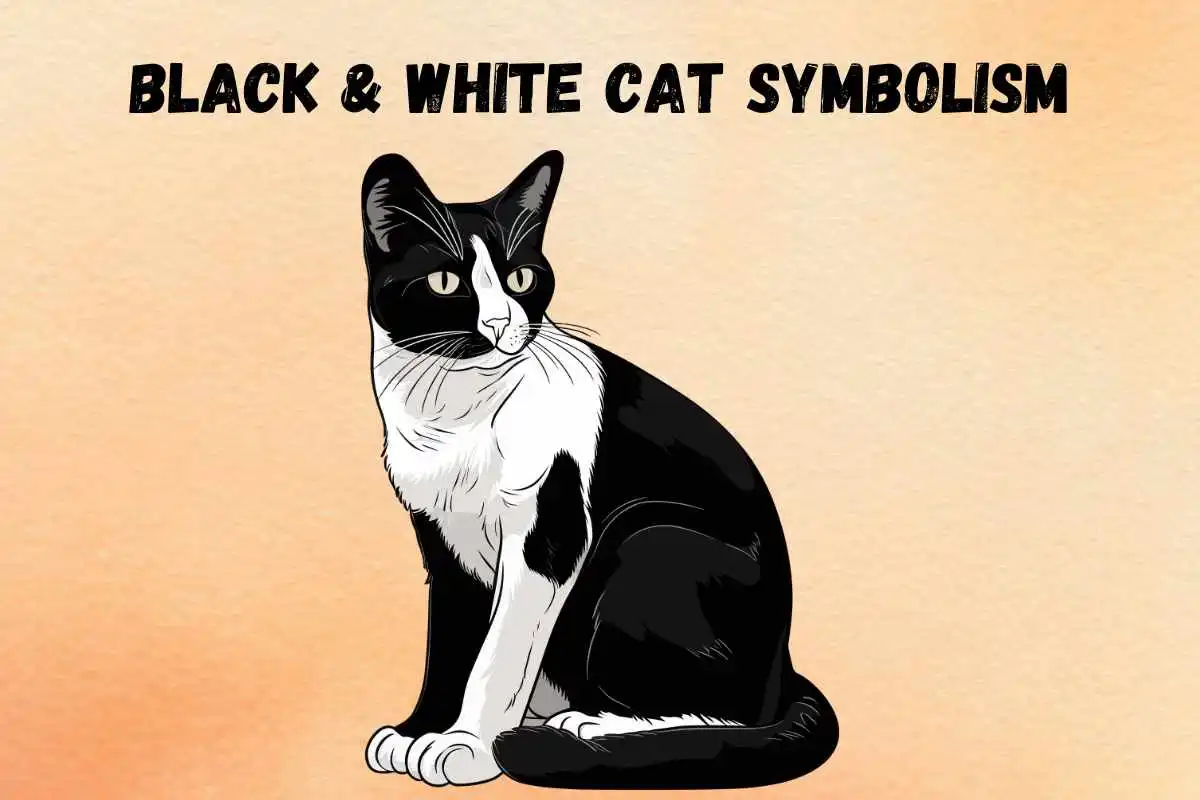 black-and-white-cat-spiritual-meaning-symbolism