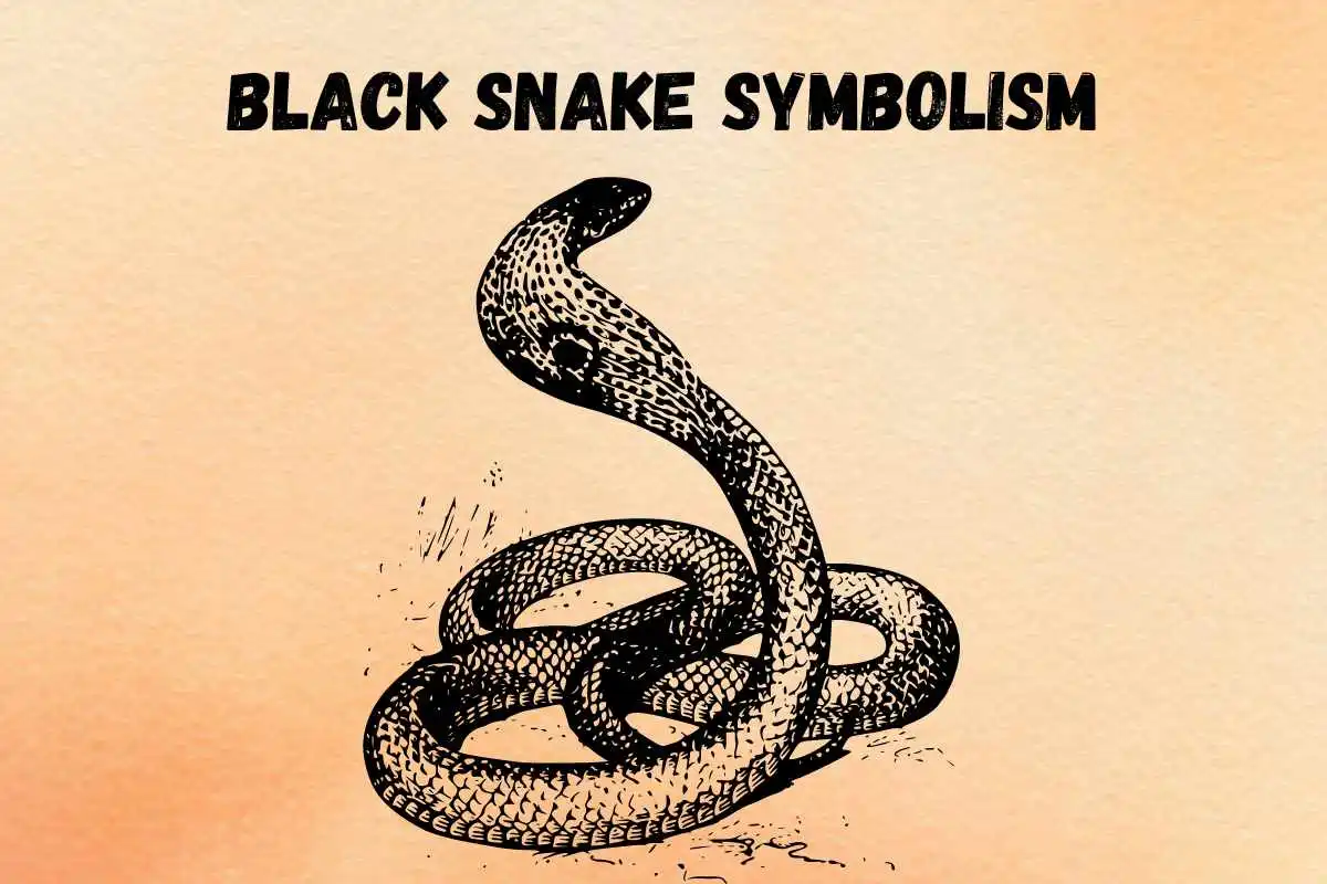 black-snake-spiritual-meaning-symbolism