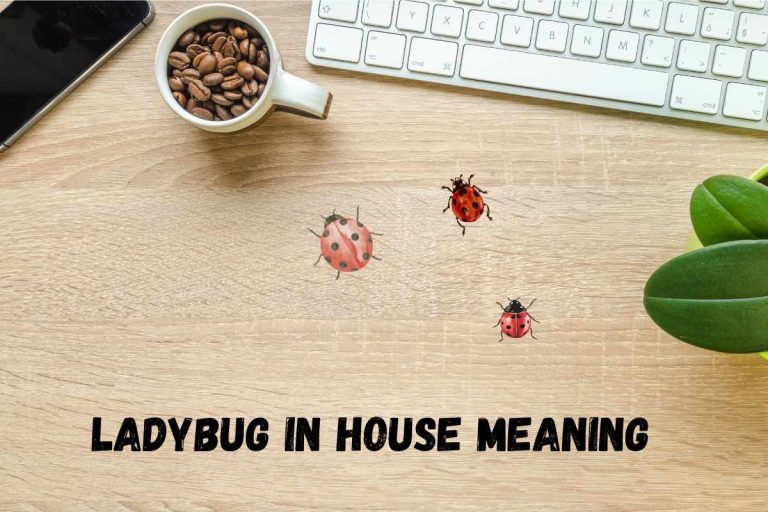 ladybug-in-house-spiritual-meaning-symbolism