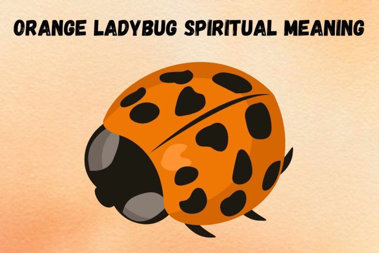orange-ladybug-spiritual-meaning-symbolism