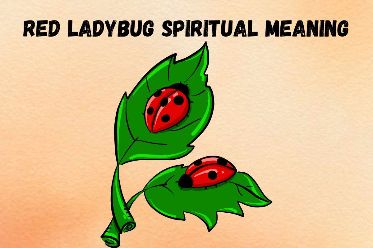 red-ladybug-spiritual-meaning-symbolism