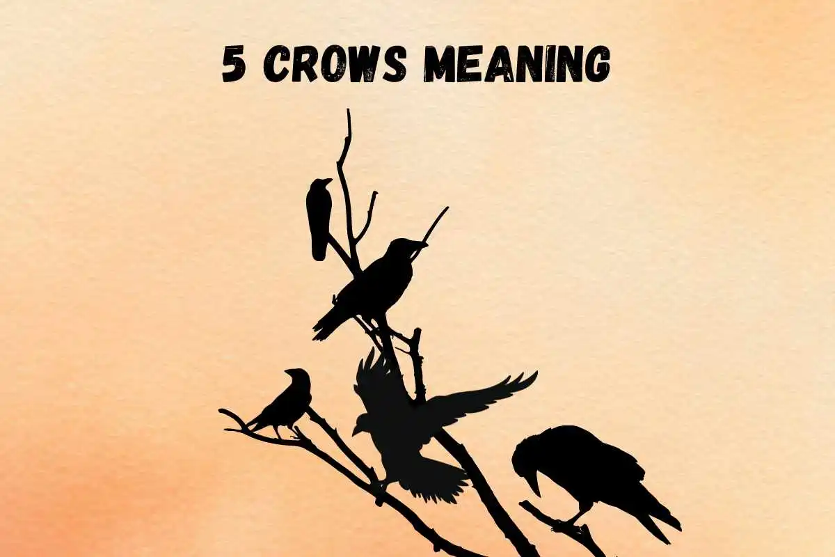 seeing-5-crows-spiritual-meaning-and-symbolism