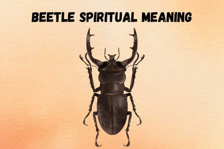 spiritual-meaning-of-beetle-symbolism-totem
