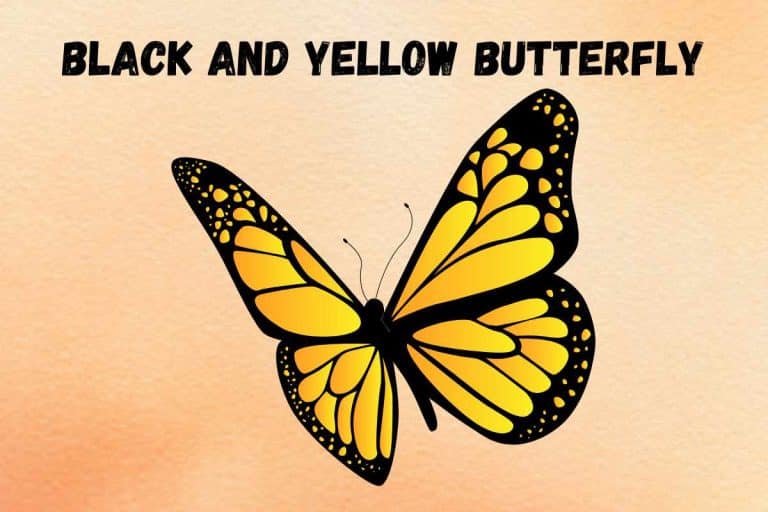 spiritual-meaning-of-black-and-yellow-butterfly