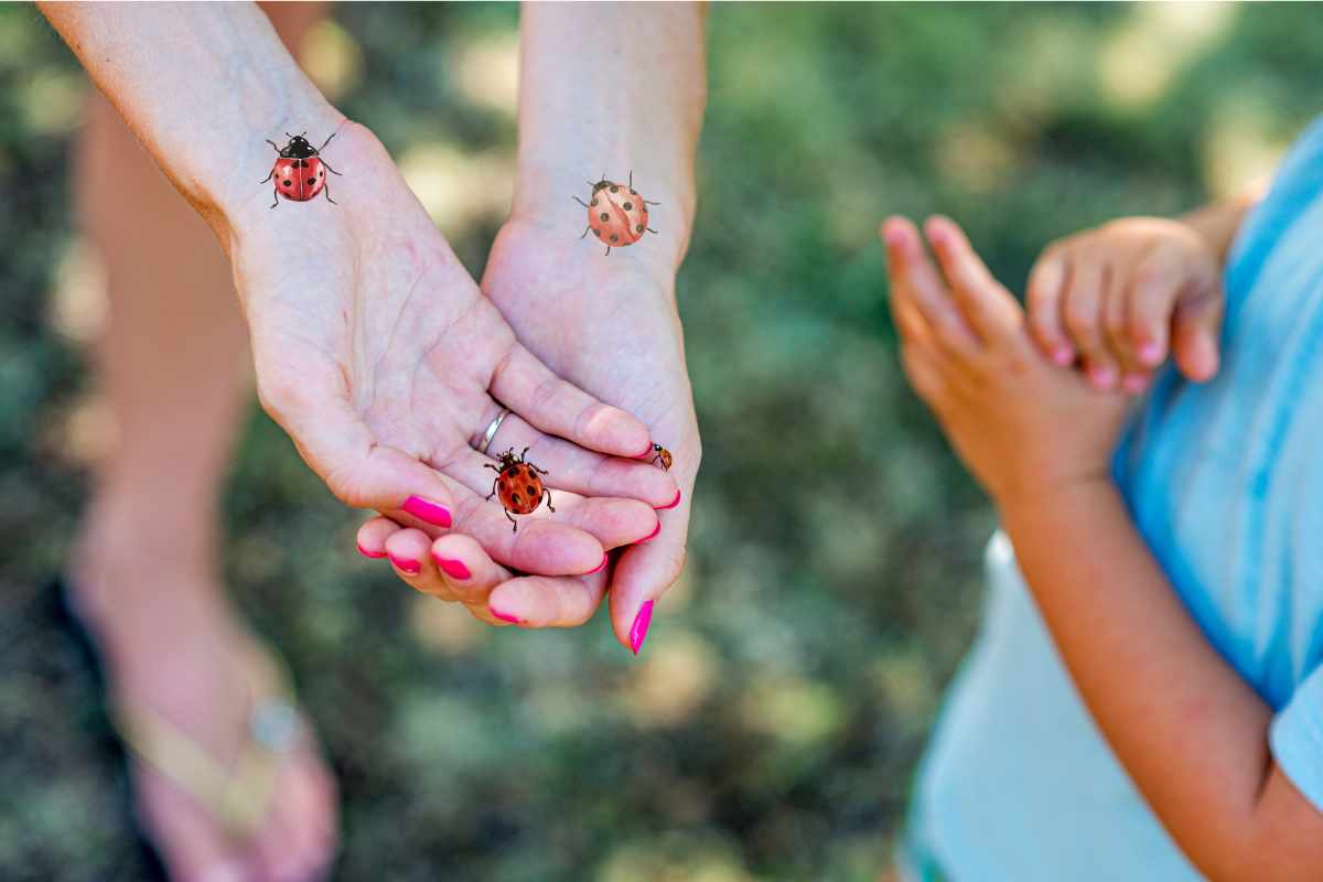 spiritual-meaning-of-ladybug-landing-on-you