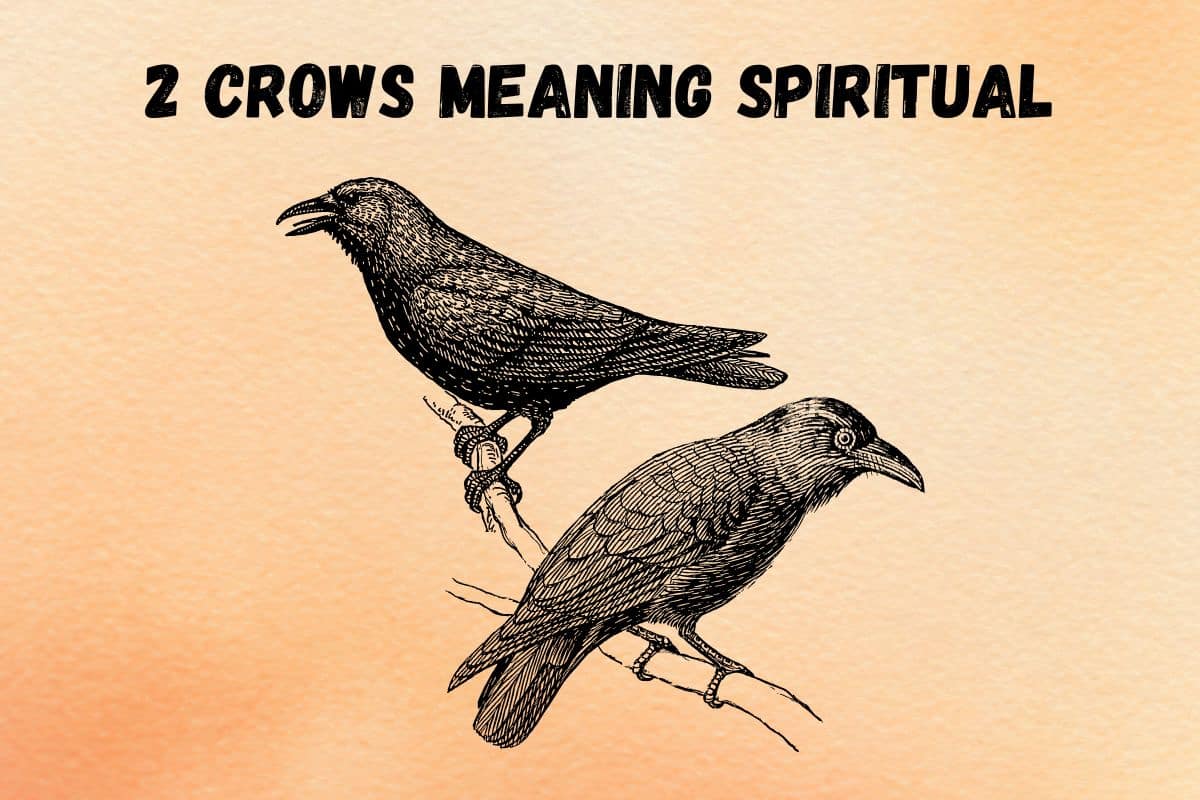 spiritual-meaning-of-seeing-2-crows-and-symbolism-biblical-omen