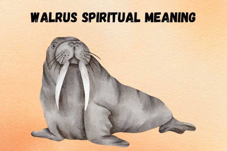 spiritual-meaning-of-walrus-symbolism-totem