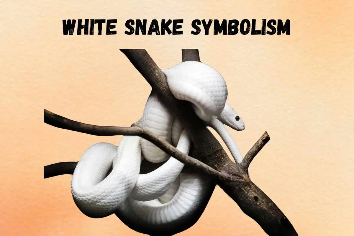 white-snake-spiritual-meaning-symbolism