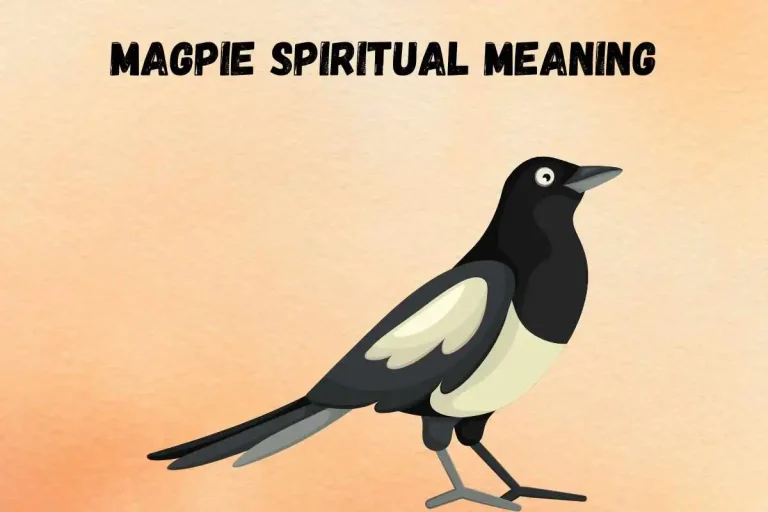 magpie-spiritual-meaning-symbolism-superstitions