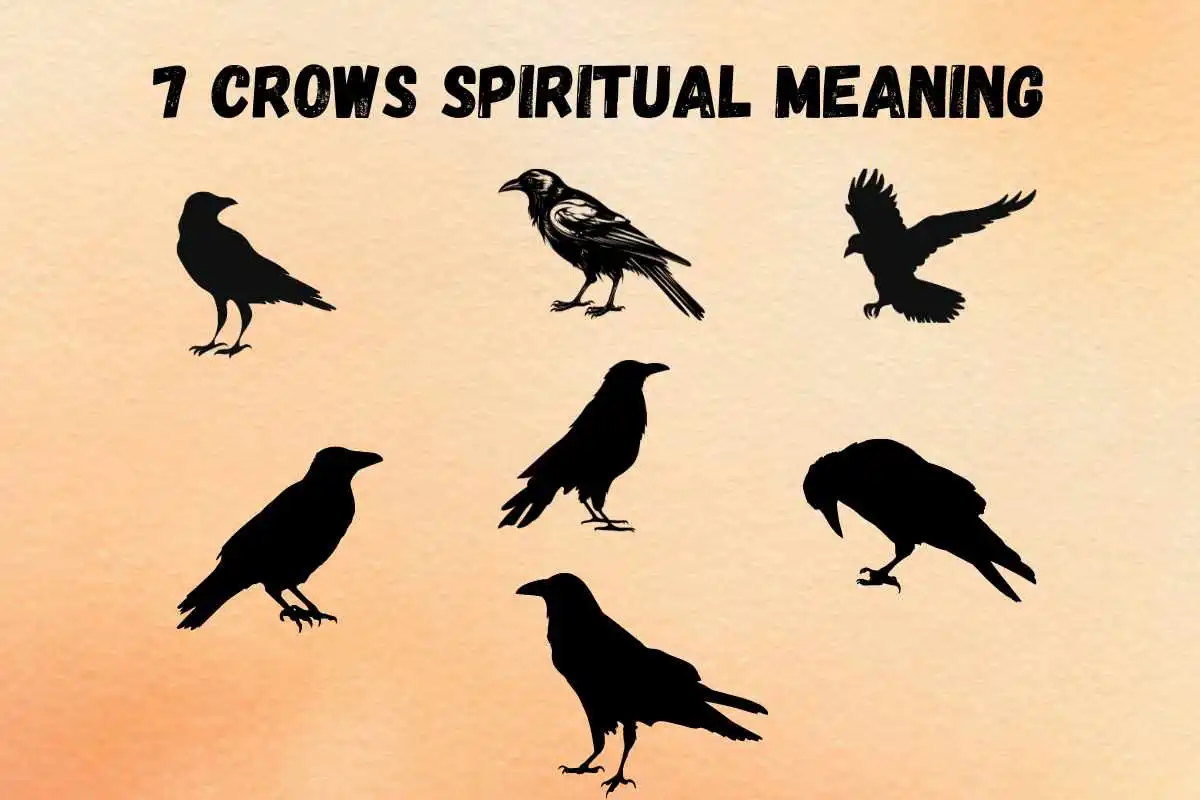 seeing-7-crows-spiritual-meaning-symbolism