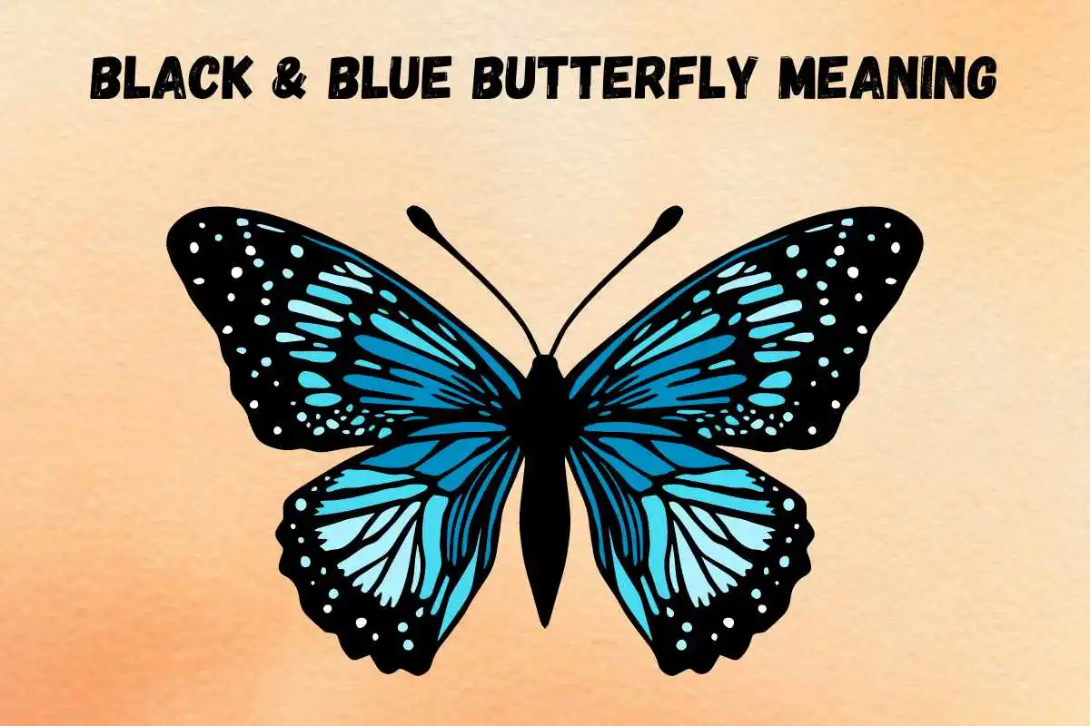seeing-black-and-blue-butterfly-spiritual-meaning-and-symbolism