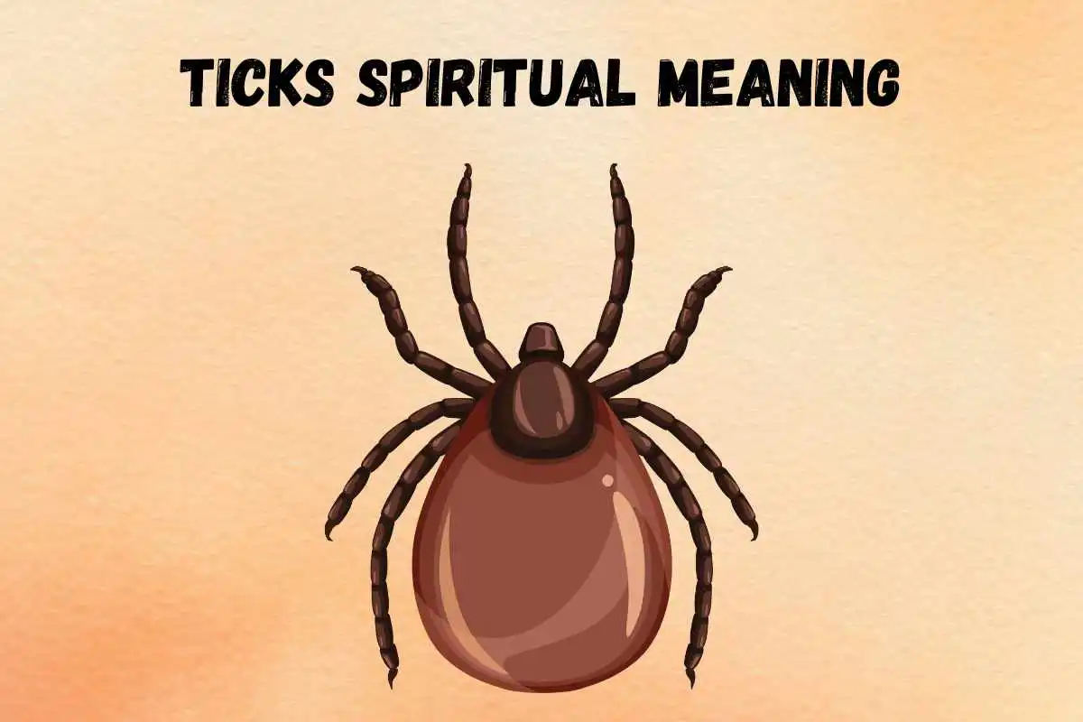 ticks-spiritual-meaning-symbolism-dreams-meaning