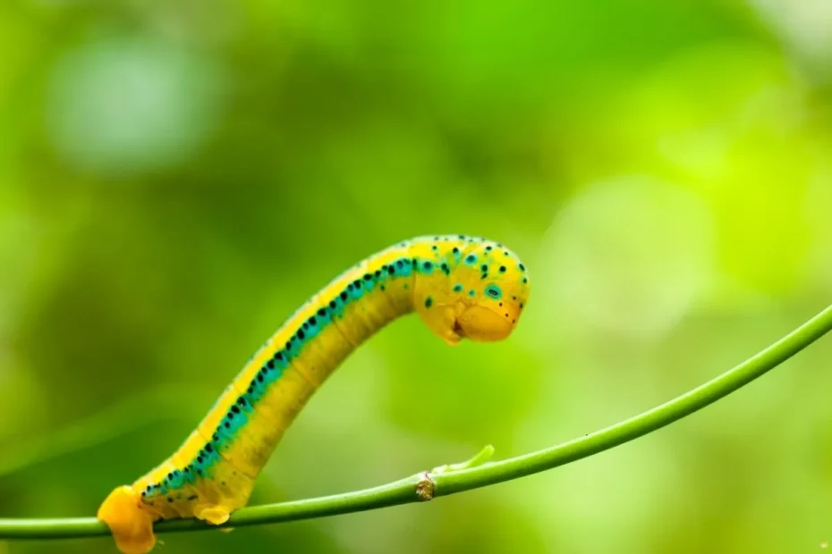 what-is-the-spiritual-meaning-of-cankerworm