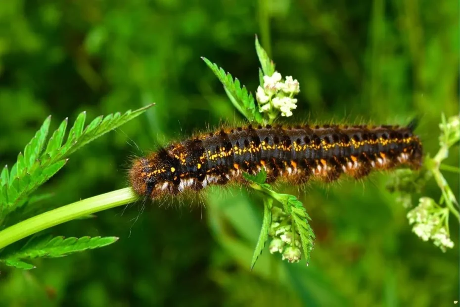 what-is-the-spiritual-meaning-of-hairy-caterpillar