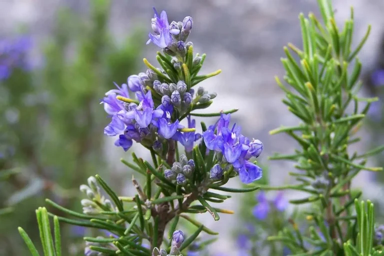 what-is-the-spiritual-meaning-of-rosemary-and-benefits