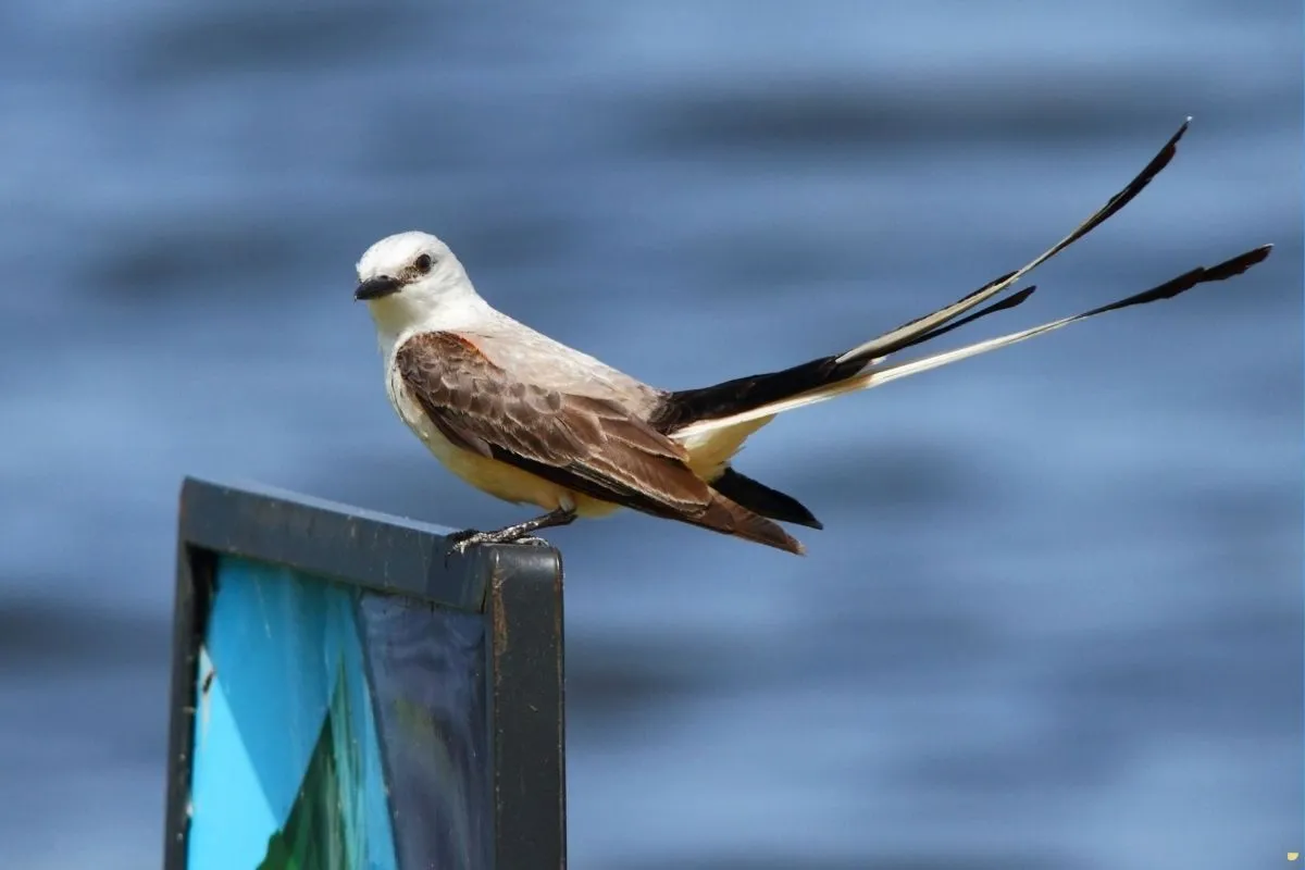 what-is-the-spiritual-meaning-of-scissor-tailed-flycatcher
