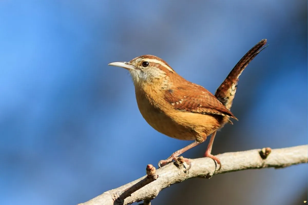 what-is-the-spiritual-meaning-of-carolina-wren
