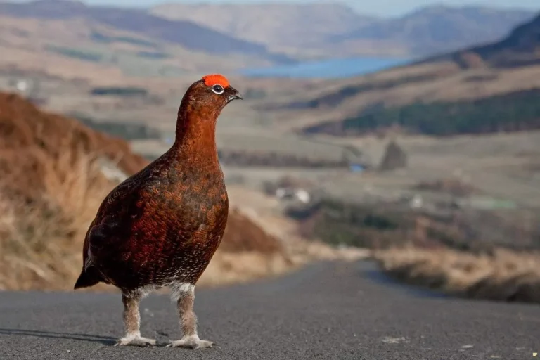 what-is-the-spiritual-meaning-of-grouse