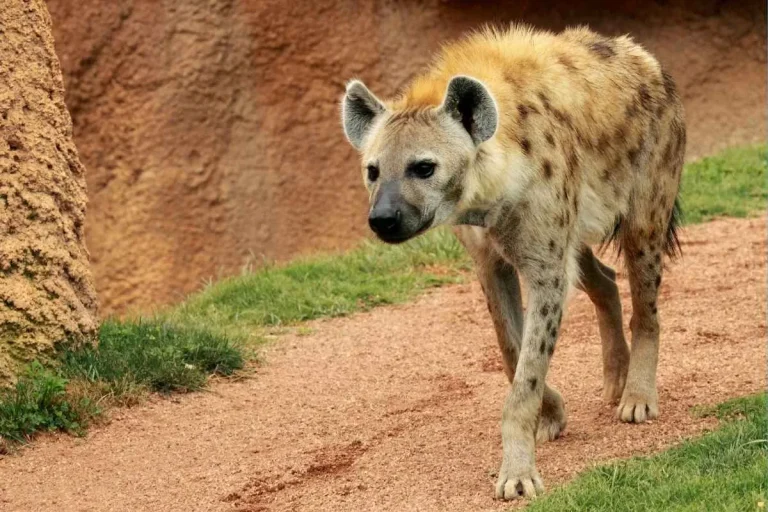 what-is-the-spiritual-meaning-of-hyena