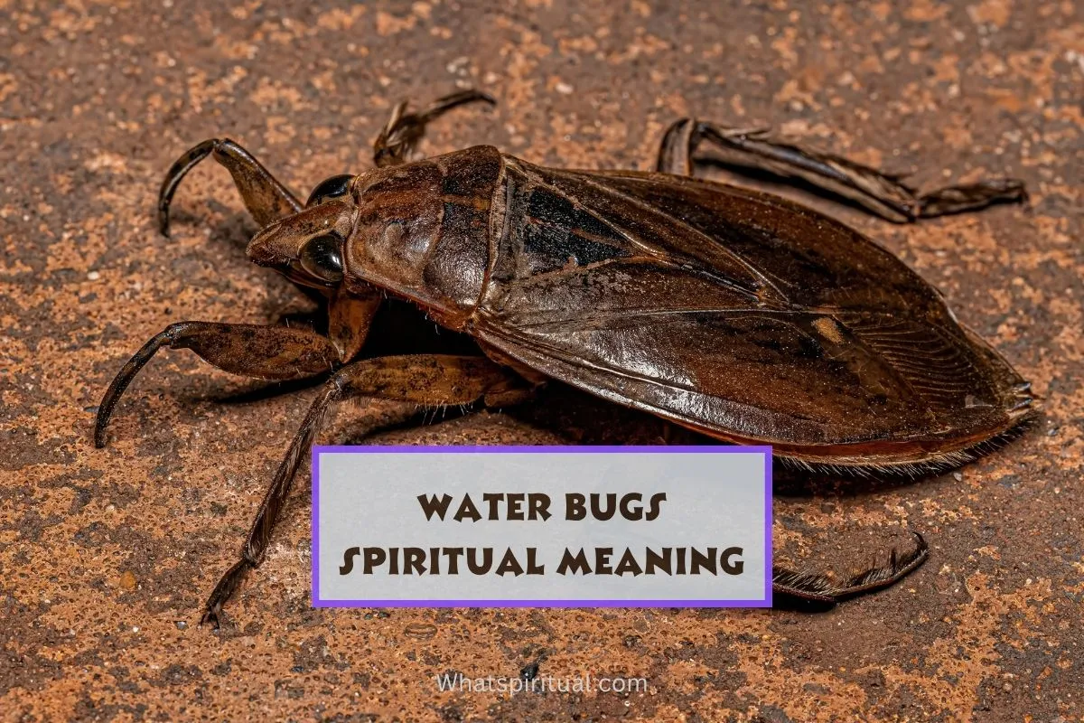 what-does-water-bug-symbolize-spiritually