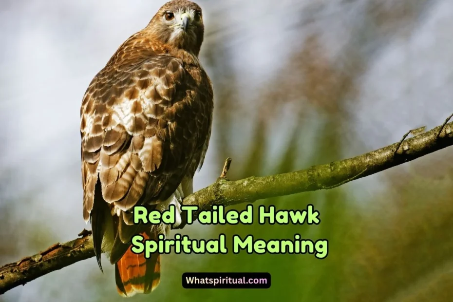 What is the Spiritual Meaning of Red Tailed Hawk