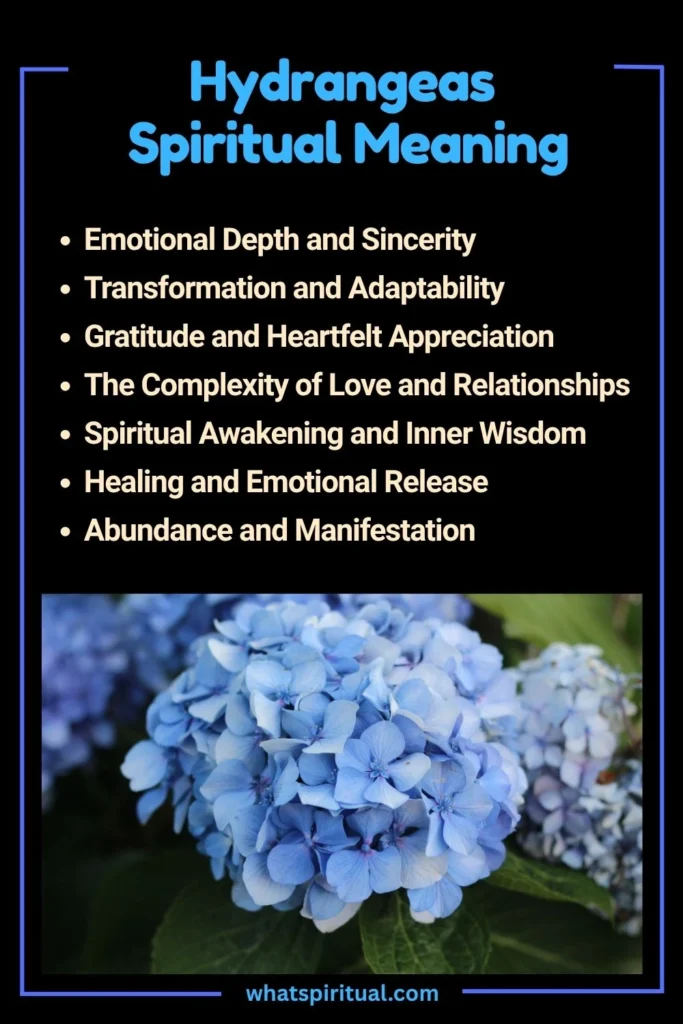 Hydrangeas Spiritual Meaning and Symbolism